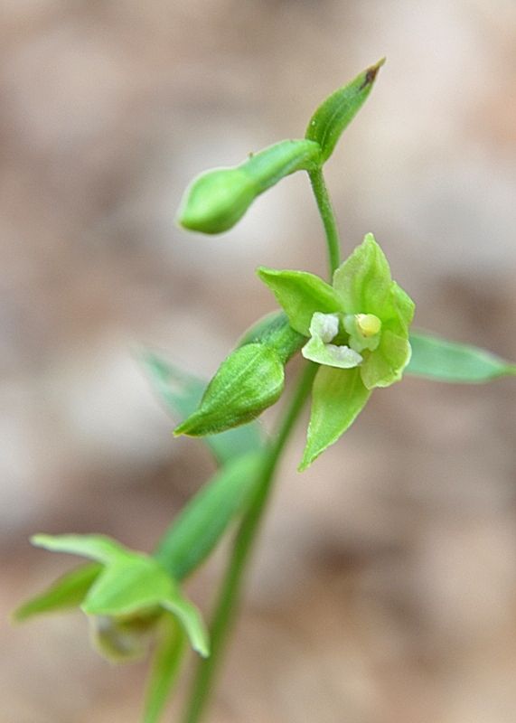 Epipactis exilis